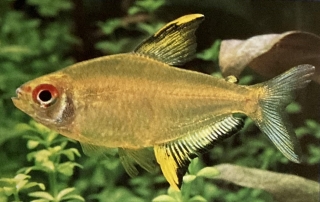 Hyphessobrycon pulchripinnis mâle